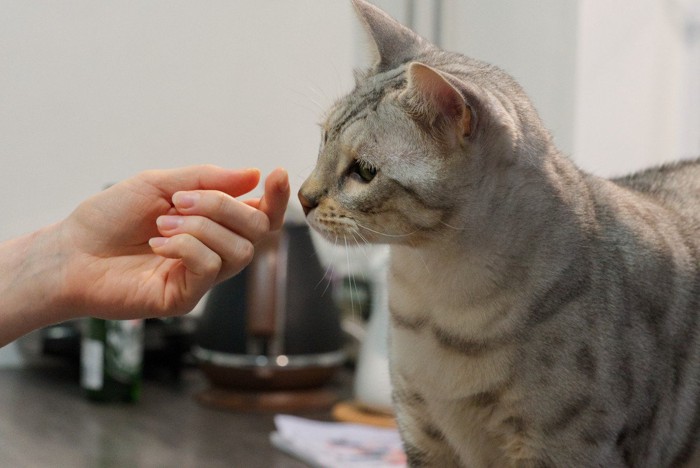 女性の指のニオイをかぐ猫