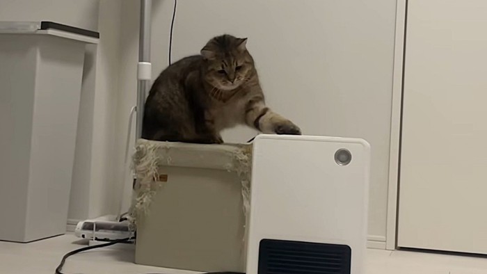 首をかしげて左手で猫パンチ