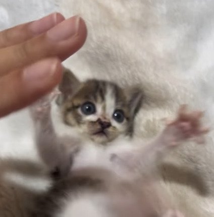 手を広げる子猫