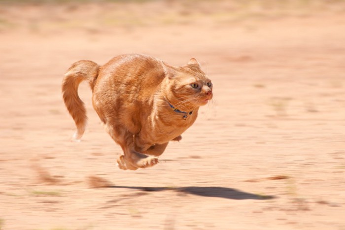 全力で走る猫