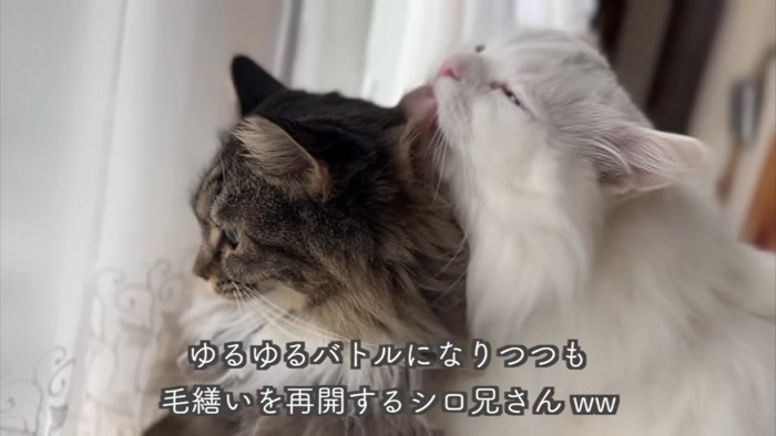 テロップ「ゆるゆるバトルに~」