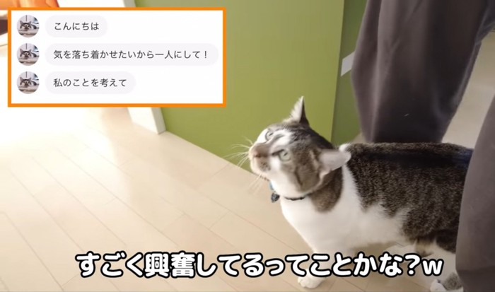 興奮していることを伝える猫