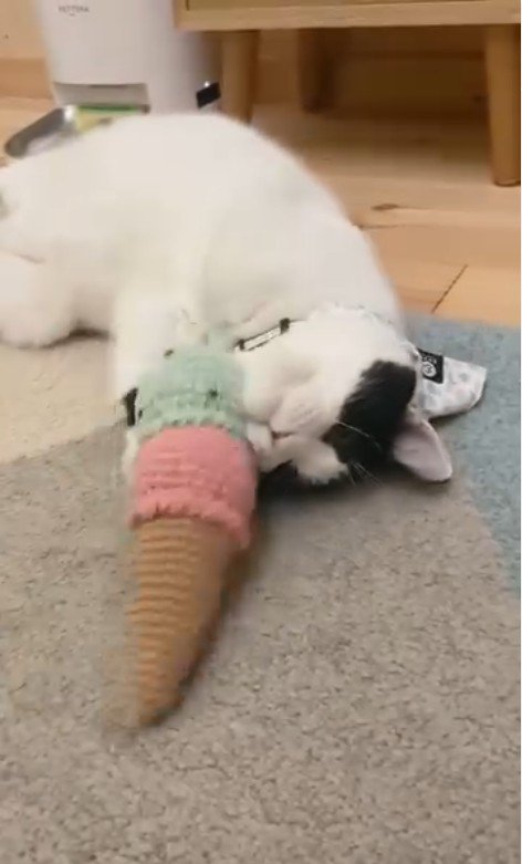 蹴りぐるみで遊んでいる猫