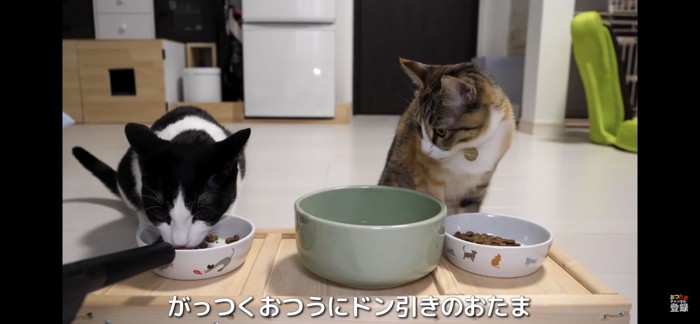 フードを食べる猫を見る猫