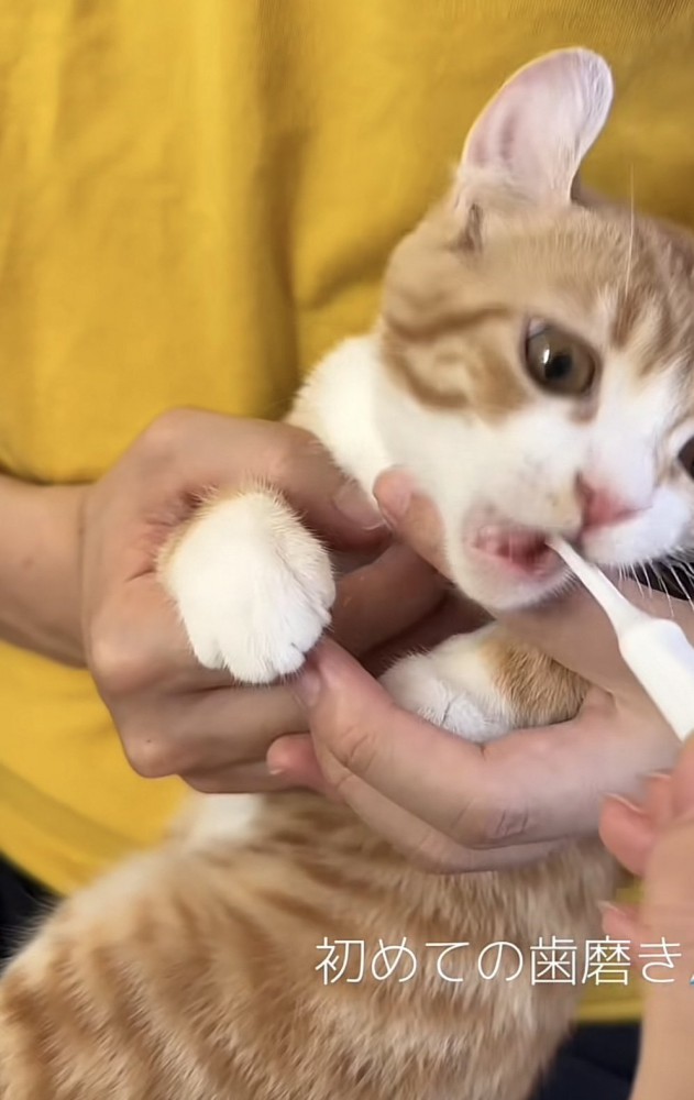 歯磨きをしている猫の写真1