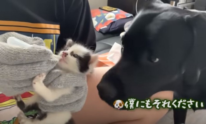 紙袋捨て猫9