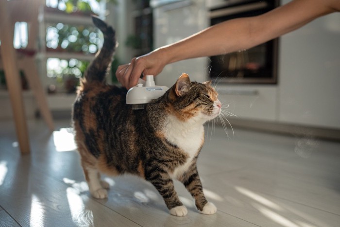 ブラッシングされてリラックスする猫