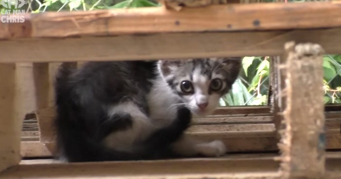 パレットの間に入った子猫