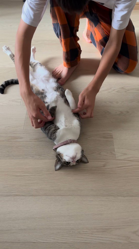 寝転がる猫の前足を持つ家族