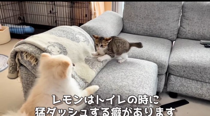 向かい合う猫と犬