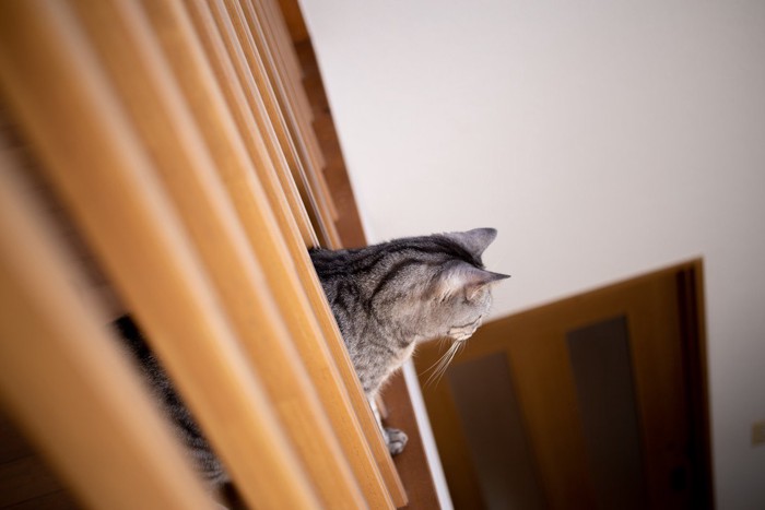 吹き抜けから下を見る猫