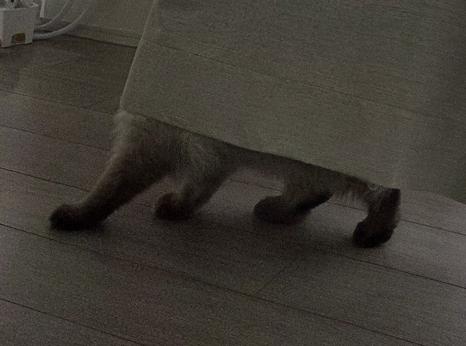 カーテンの下から見えている猫の足