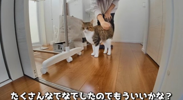 撫でられる猫