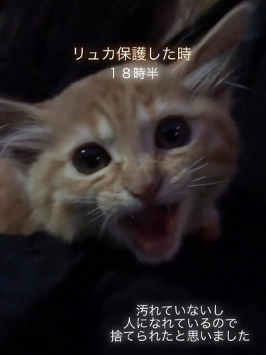 鳴いている子猫