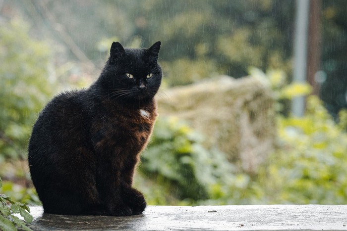 雨と猫