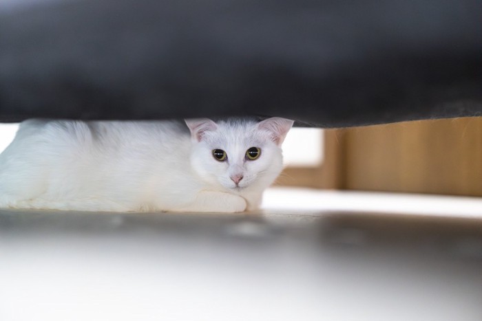 ソファーの下に隠れている猫