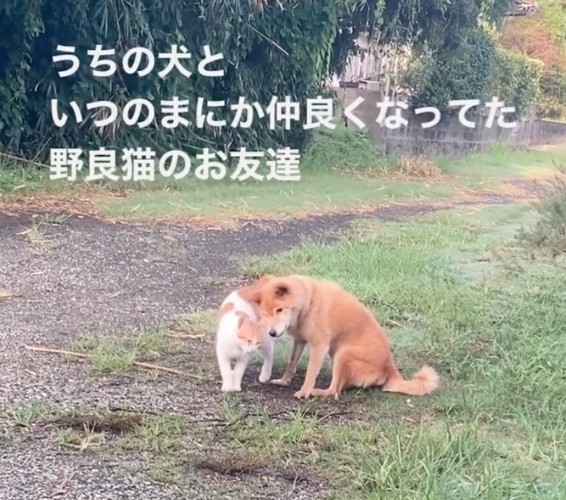 頭を擦り寄せる野良猫さん