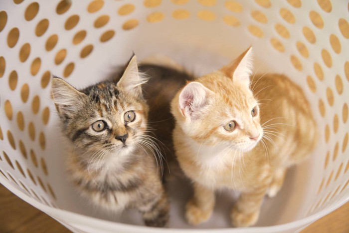 洗濯かごのなかに座る2匹の猫
