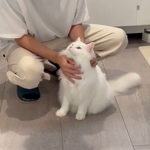 男性の前に座って、男性の顔を見上げる猫
