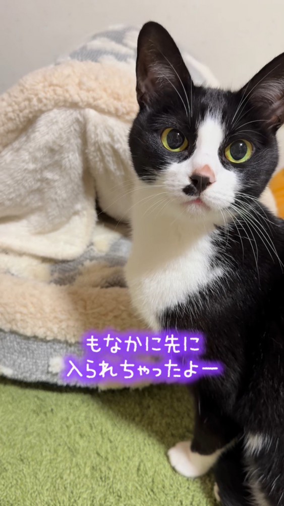 猫用ベッドの前で立ち止まる猫