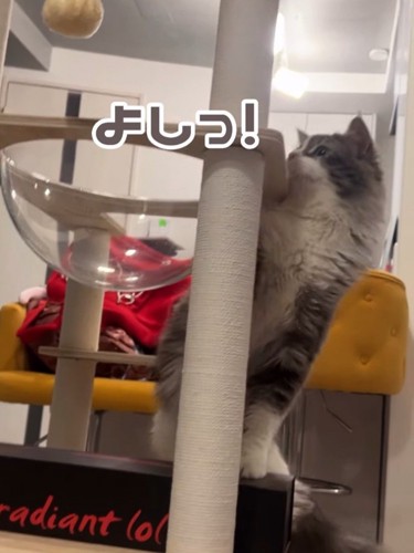キャットタワーの上の段に顔を出す猫