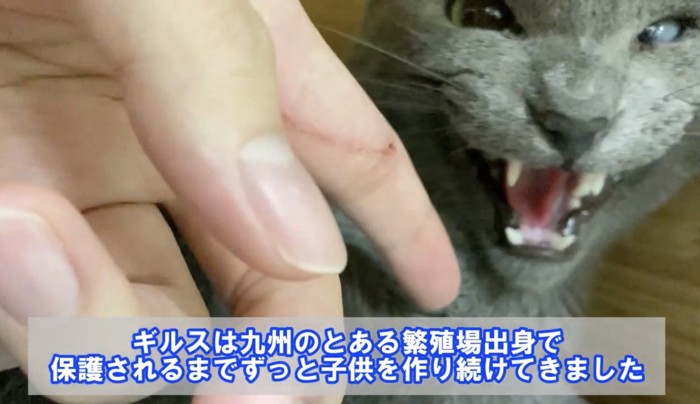 恐怖心から人に威嚇する猫