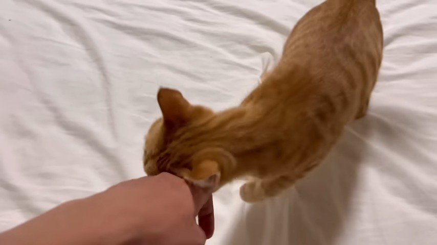 手に顔を摺り寄せる猫