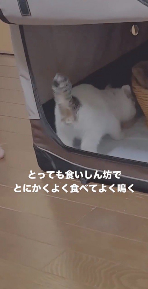 食いしん坊な子猫