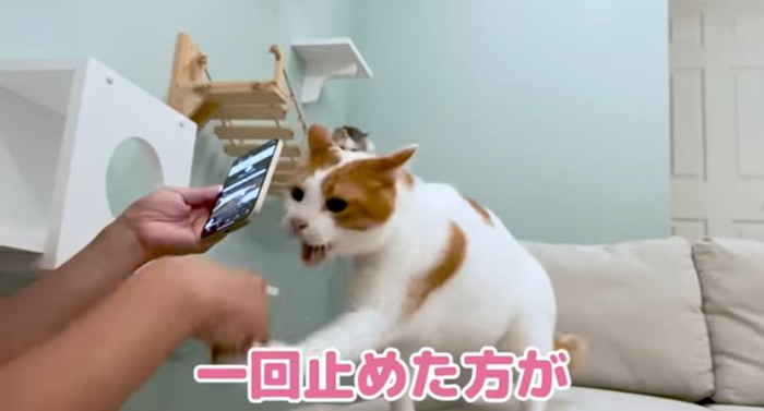 手を噛む猫