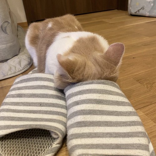 スリッパの入り口に顔を入れようとする猫