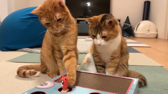 左前足を伸ばすにゃん太くん