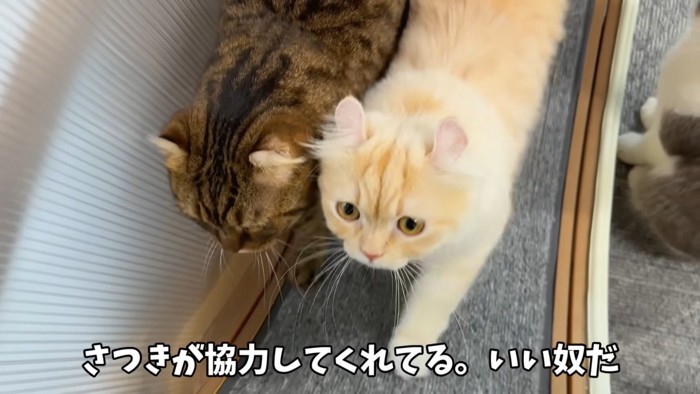 回し車に乗る二匹の猫