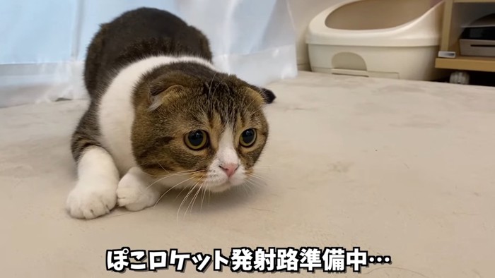 姿勢を低くする猫