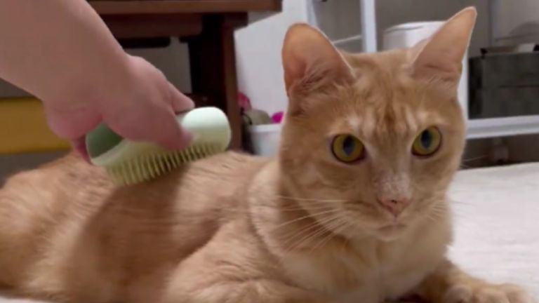 室内にいる猫
