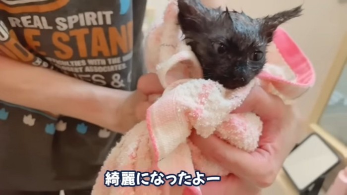 ママにタオルドライされる黒色子猫