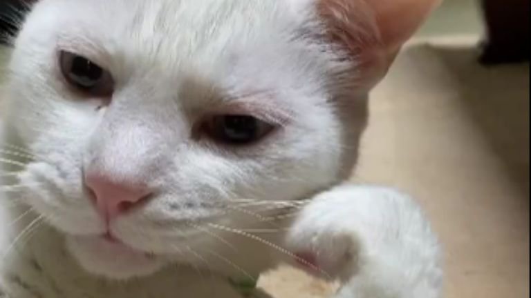 室内にいる猫