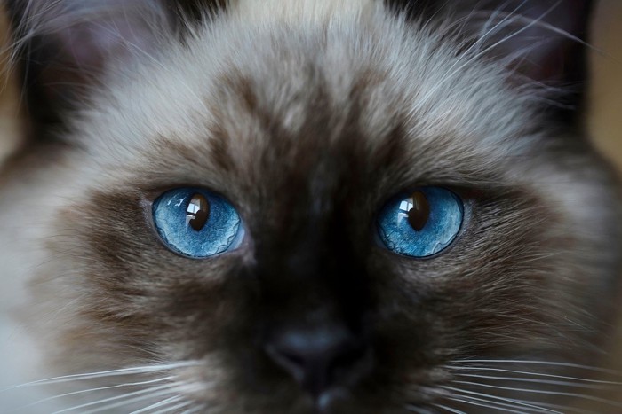 猫の瞳