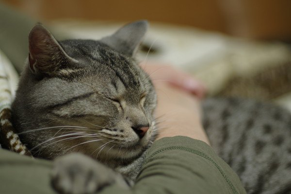 飼い主の傍で寝る猫