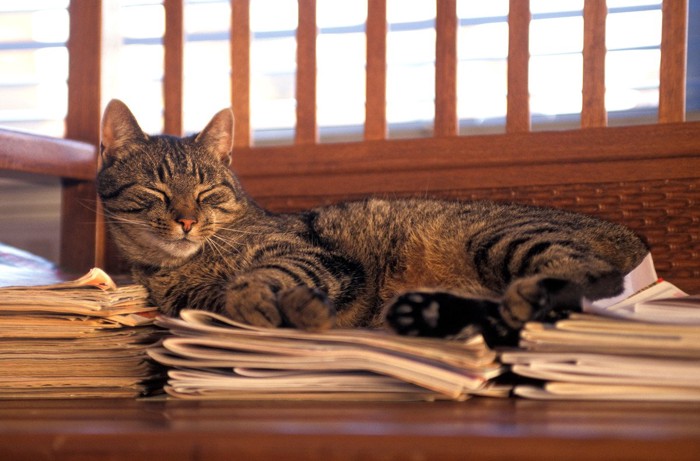 雑誌の山の上で眠る猫