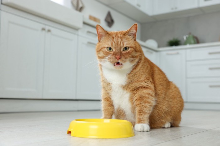 食器の前で文句をいう猫