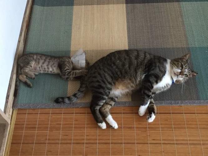 先住猫と一緒にいる子猫