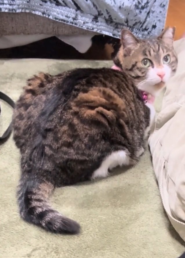 顔を見る猫