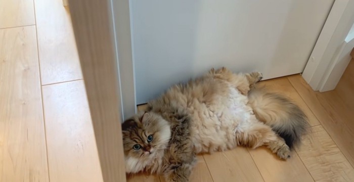 階段下で寝る茶猫