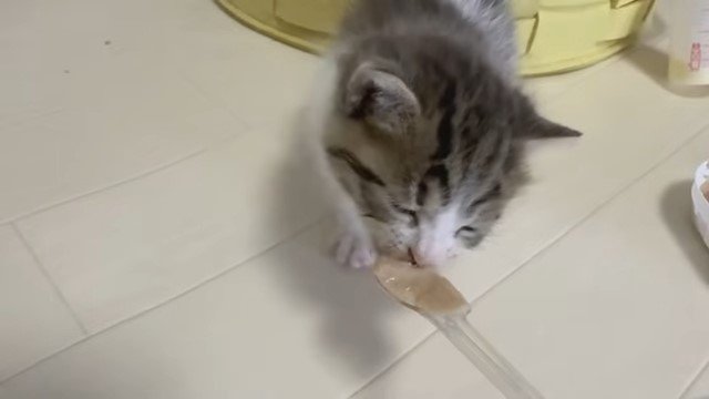 スプーンから離乳食を食べる子猫