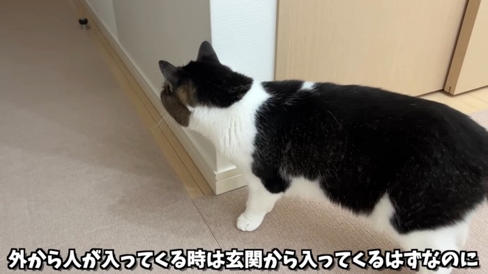 猫の後ろ姿