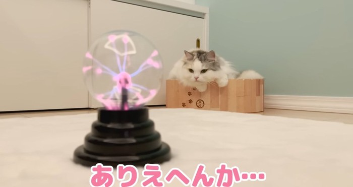 見つめる猫