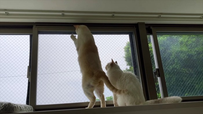 長毛猫と立ち上がるベージュ猫