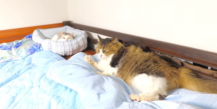 水色の冷感グッズを利用して寛ぐ2匹の猫
