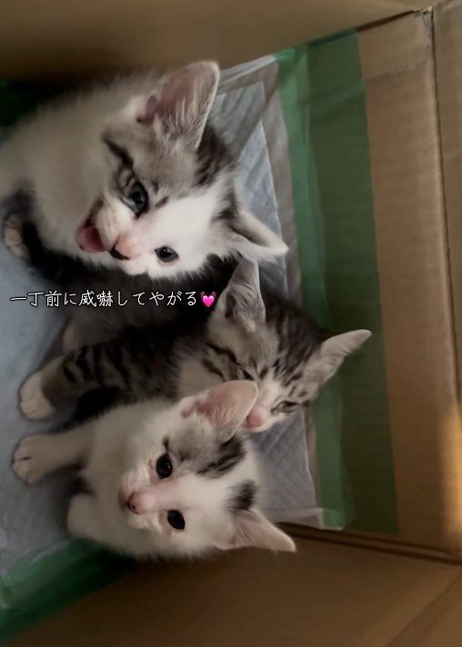 威嚇する猫