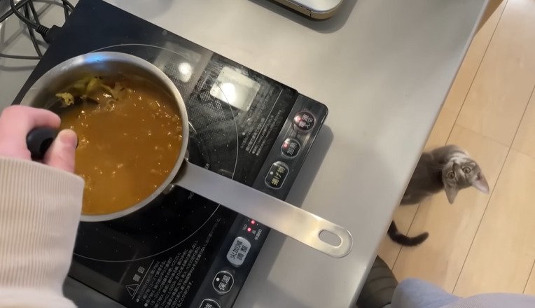 キッチンで上を見る子猫